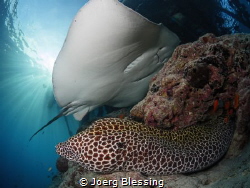 Moray and stingray by Joerg Blessing 